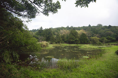 Scenic view of lake against trees in forest