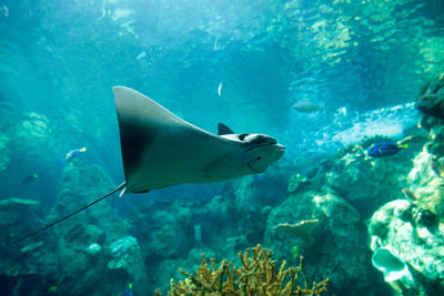 Low angle view of fishes swimming in aquarium