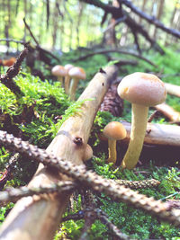 Close-up of mushroom growing on field