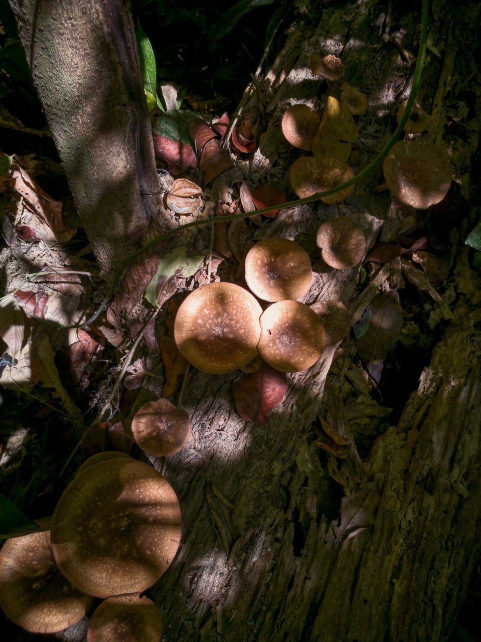 MUSHROOMS GROWING ON TREE