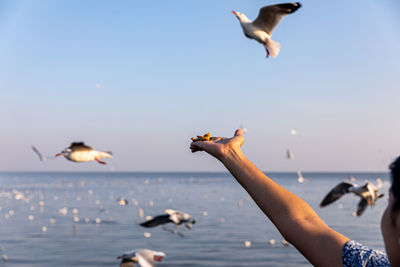 Seagulls flying over sea against sky