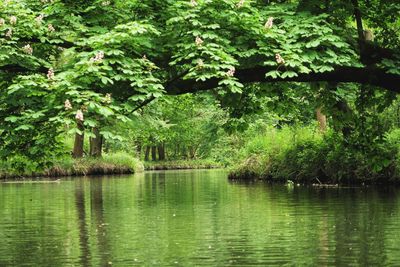 Scenic view of lake in forest