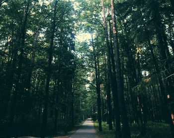 Footpath amidst trees in forest