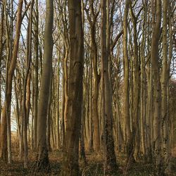 View of trees in forest