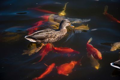 High angle view of fish swimming in lake