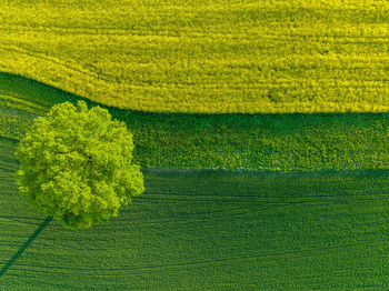 Scenic view of agricultural field