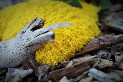 Close-up of yellow wood on tree trunk