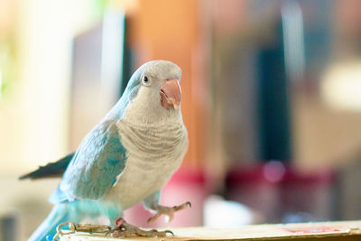 Close-up of parrot perching