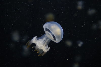 Close-up of jellyfish swimming in sea