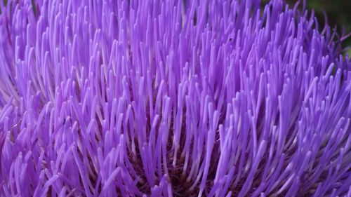 Close up of purple flower