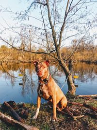 Dog standing in a lake