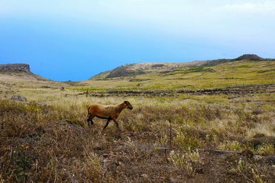 Side view of goat walking on field against sky