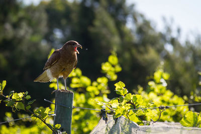 Bird perching on wooden post