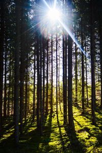 Sun shining through trees