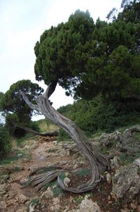 Tree in forest against sky