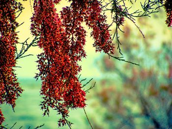 Autumn leaves on tree