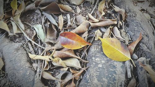 Close-up of autumn leaves