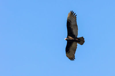 Low angle view of turkey vulture flying against clear blue sky