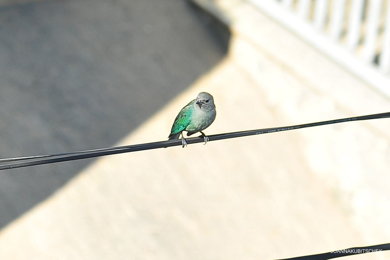 animal themes, animal, animal wildlife, one animal, wildlife, bird, perching, blue, wing, green, no people, focus on foreground, day, nature, outdoors, close-up, sunlight, insect