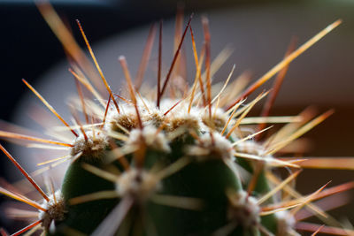 Close-up of cactus plant