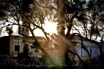 Low angle view of sunlight streaming through tree against sky