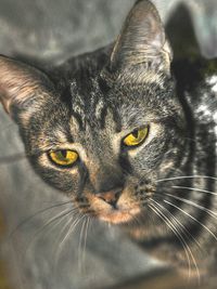 Close-up portrait of cat