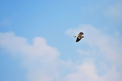 Low angle view of seagull flying against sky
