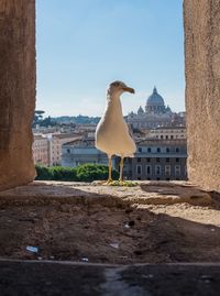 Seagull perching on a building