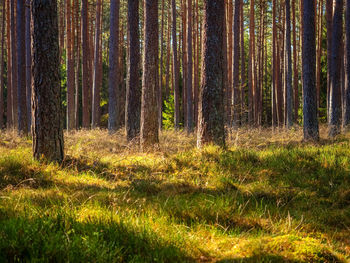 Trees in forest