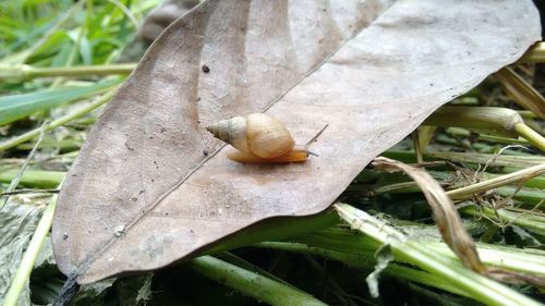 Close-up of snail on leaf