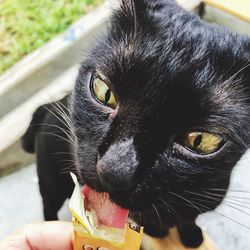 Close-up portrait of black cat