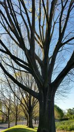 Bare trees on grassy field