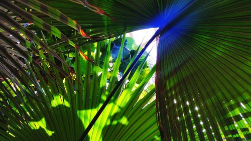 Low angle view of palm trees