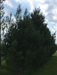 Low angle view of trees against sky