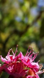 Close-up of pink flowers