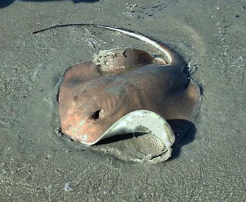 Close-up of fish in water