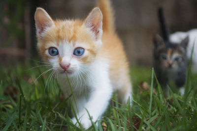 Close-up portrait of kitten