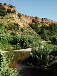 Scenic view of river amidst trees against clear sky