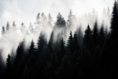 Pine trees in forest
