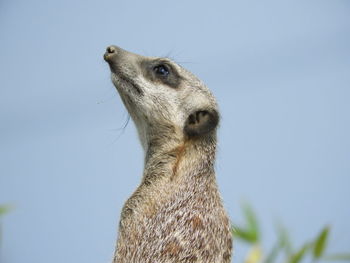 Low angle view of giraffe against sky