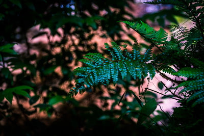 Close-up of green leaves against blurred background