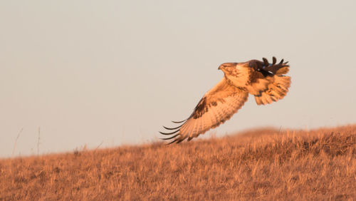 Side view of a hawk