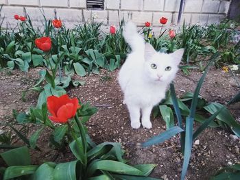 Portrait of cat by flower plants