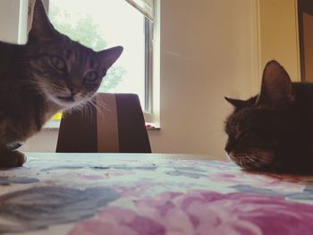 Portrait of cat sitting on floor