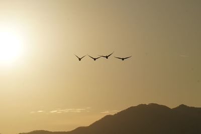 Silhouette of birds flying in sky