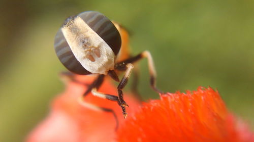 Close-up of insect on flower