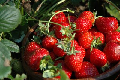 Close-up of strawberries
