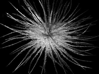 Low angle view of firework display against black background