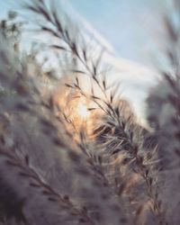 Close-up of crops on field against sky