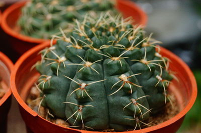 Close-up of succulent plant in pot